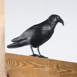 Fågelskrämma - Kråka