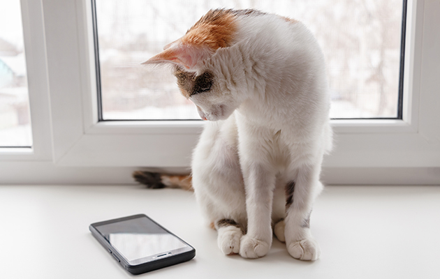 Använd din smartphone som säkerhetskamera En vit-brun katt sitter på en fönsterkarm och stirrar på en smartphone.