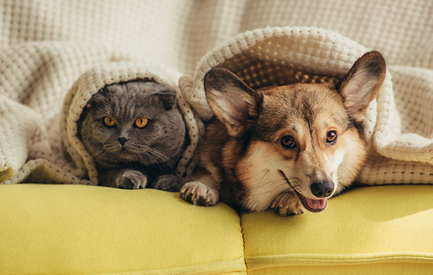 Husdjur fäller En corg hund och en grå scottish fold katt ligger under en matta i en soffa
