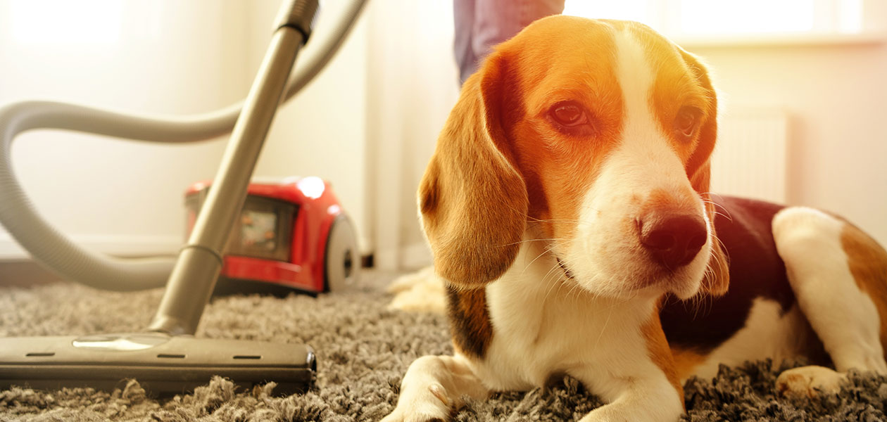 Robotstøvsuger og hundehår – beste støvsuger for kjæledyr Robotstøvsuger og hundehår – beste støvsuger for kjæledyr