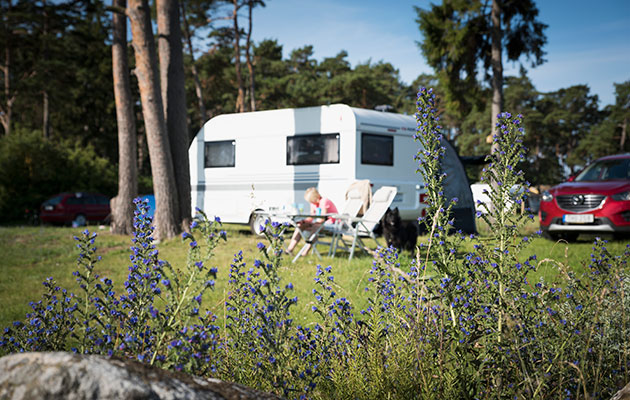 Njut av den friska luften En campingvagn i bakgrunden, och blommor i förgrunden