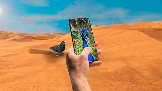 Med hjälp av AI kan kameran känna igen vad du fotar och färger, kontrast och bildkvalitet förbättras automatiskt baserat på scenariot OnePlus Nord 2 tar en bild av en duva, men en påfågel ses på skärmen