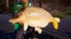 Fishing Sim World 2020 - Pro Tour Collectors Edition PC