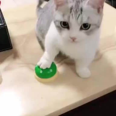 Husdjur klocka för hund Katt träning Interaktiv leksak Grön-Gul