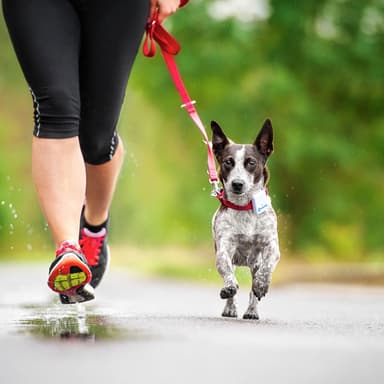 Tractive GPS Hund tracker