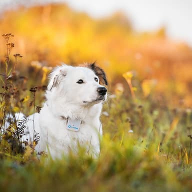 Tractive GPS Hund tracker