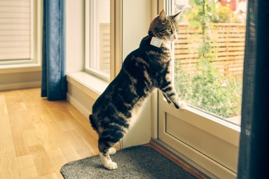 Lildog GPStracker för katter Elgiganten