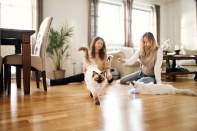 Lildog GPStracker för katter Elgiganten