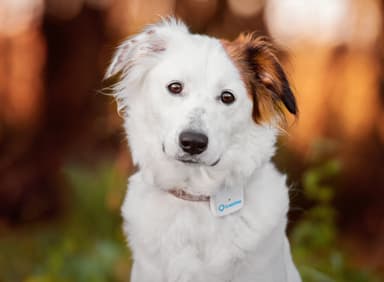 Tractive GPS Hund tracker