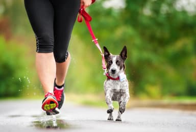 Tractive GPS Hund tracker