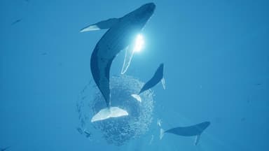 ABZU - PC Windows
