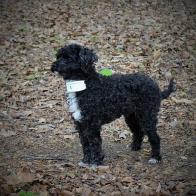 TK 911 Mini GPS tracker till katter och hundar Elgiganten Elgiganten