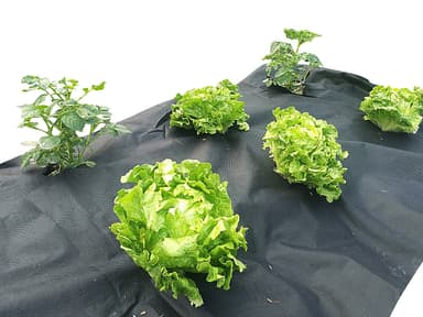 Ogräsduk - 10 meter, 80 g/m²