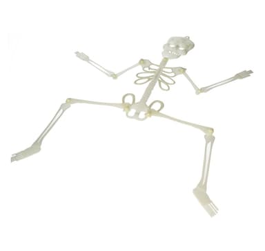 Skelettkropp 75cm