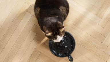 Philips Pet Series vattenfontän PAW3210/02 (svart)