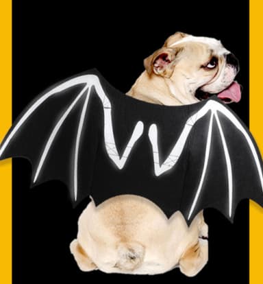 Halloween Maskeraddräkt Batman för hund/katt (storlek L)