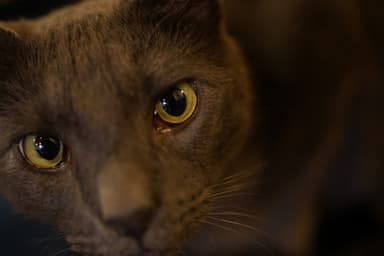Sony FE 35mm f/1.8 objektiv