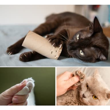 Nagelklippare för husdjur med fil Blå
