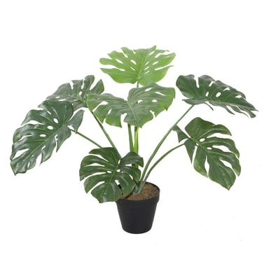Grön växt MONSTERA H60cm - Elgiganten