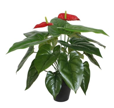 Grön växt ANTHURIUM H45cm