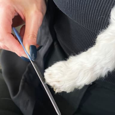 Sax för hundklor i rostfritt stål för hundklor (Blå)