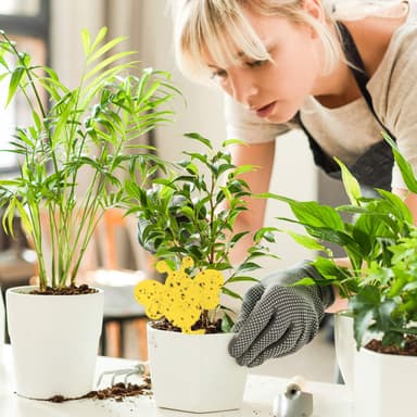 60-pack Flugfångare / Flugfälla / Klibbig insektsfälla Gul