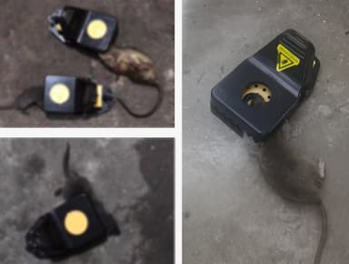 Musfällor för hemmet 4-pack Svart L