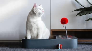 Labyrint- och brädspel för katter