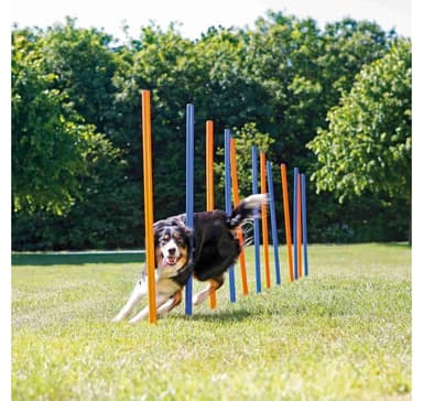 Hundaktivitet Agilityslalom, plast, ø 3 × 115 cm, blå/orange