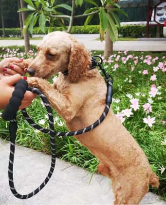 Reflekterande hundhalsband i nylon, justerbart djurhalsband L