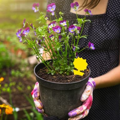 20-pack Flugfångare / Flugfälla / Klibbig insektsfälla Blomma