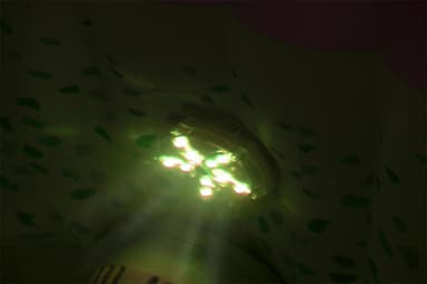 Bestway Lay-Z-Spa Poolbelysning, LED, 7 färger