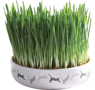 Keramikskål för kattgräs, ø 15 × 4 cm, 50 g
