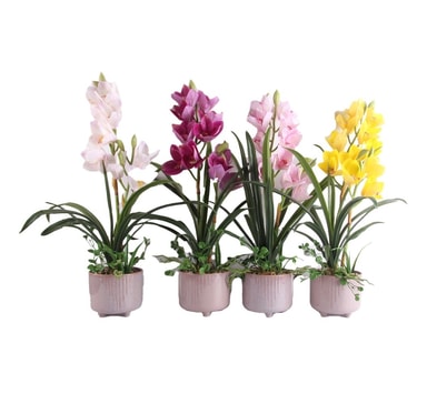 Orgide Orkidé GARDEN QUEEN H70cm, vit - Elgiganten