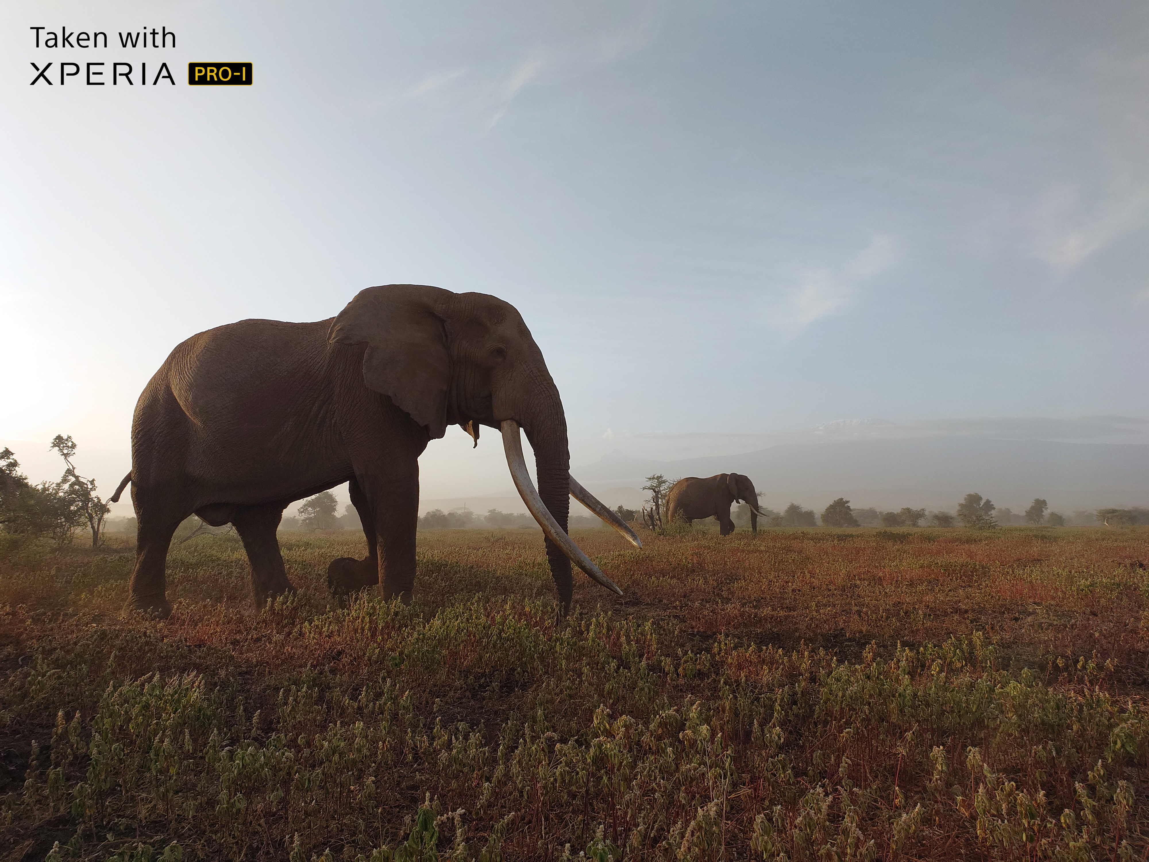Bild på elefant i Afrika tagen med Xperia PRO-I