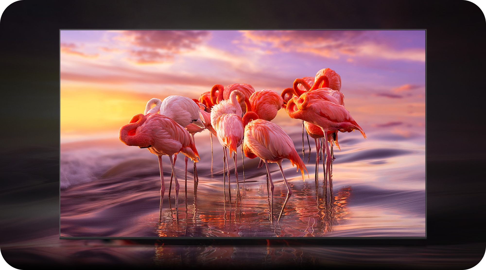 Samsung OLED with picture of flamingos in the TV screen