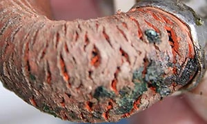 Närbild på en väldigt sliten slang som hör till en gasolgrill, det är sprickor och bränt med svart aska på sina ställen. 
