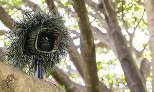 Förklädd övervakningskamera gömd i ett träd.