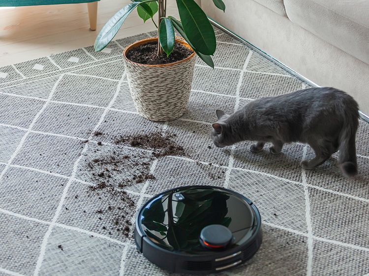 Robotdammsugare, en katt och en krukväxt med jord som har hamnat bredvid på mattan