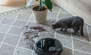 Robotdammsugare, en katt och en krukväxt med jord som har hamnat bredvid på mattan