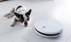 Robotdammsugare och en hund