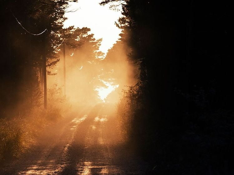 En väg som går genom en skog där solljus skiner igenom. 