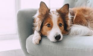 En hund som ligger i en soffa