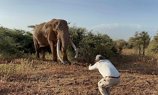 Ola Skinnarmo tar en bild på en elefant