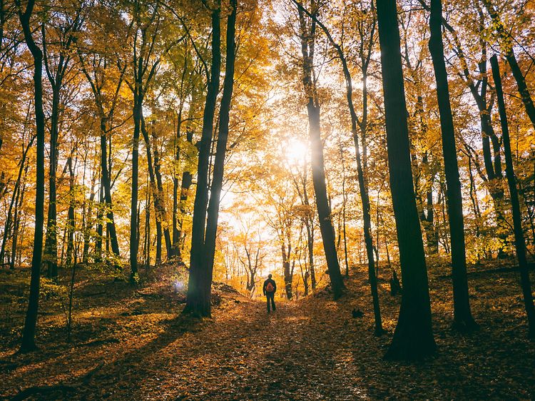 Solens strålar bryter sig igenom i höstskogen där en man med ryggsäck promenerar bortåt. 