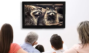 Fyra personer sitter tillsammans och tittar på en TV-skärmen på väggen som visar bilder på djur. 