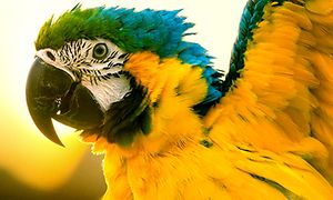 Sony TV A80J papegoja med fina färger