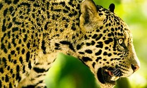 Närbild av leopard