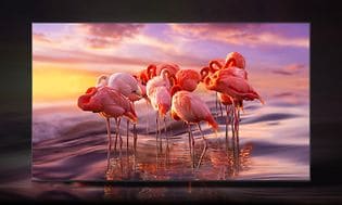 Samsung-TV-skärm med flamingos