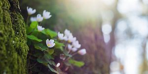 Vårblommor
